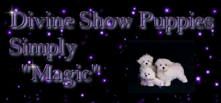Showpuppiesbanner, Divine Maltese